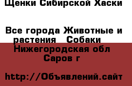 Щенки Сибирской Хаски - Все города Животные и растения » Собаки   . Нижегородская обл.,Саров г.